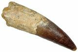Real Fossil Spinosaurus Tooth - Enormous Dinosaur Tooth #336013-1